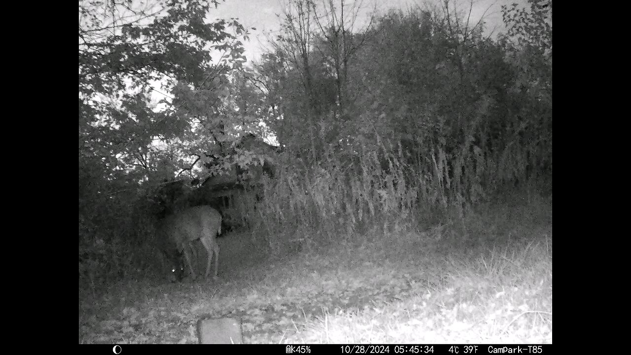 Deer Shaking Camera 10-28-2024
