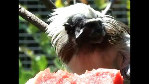 Ice Pops At Rome Zoo