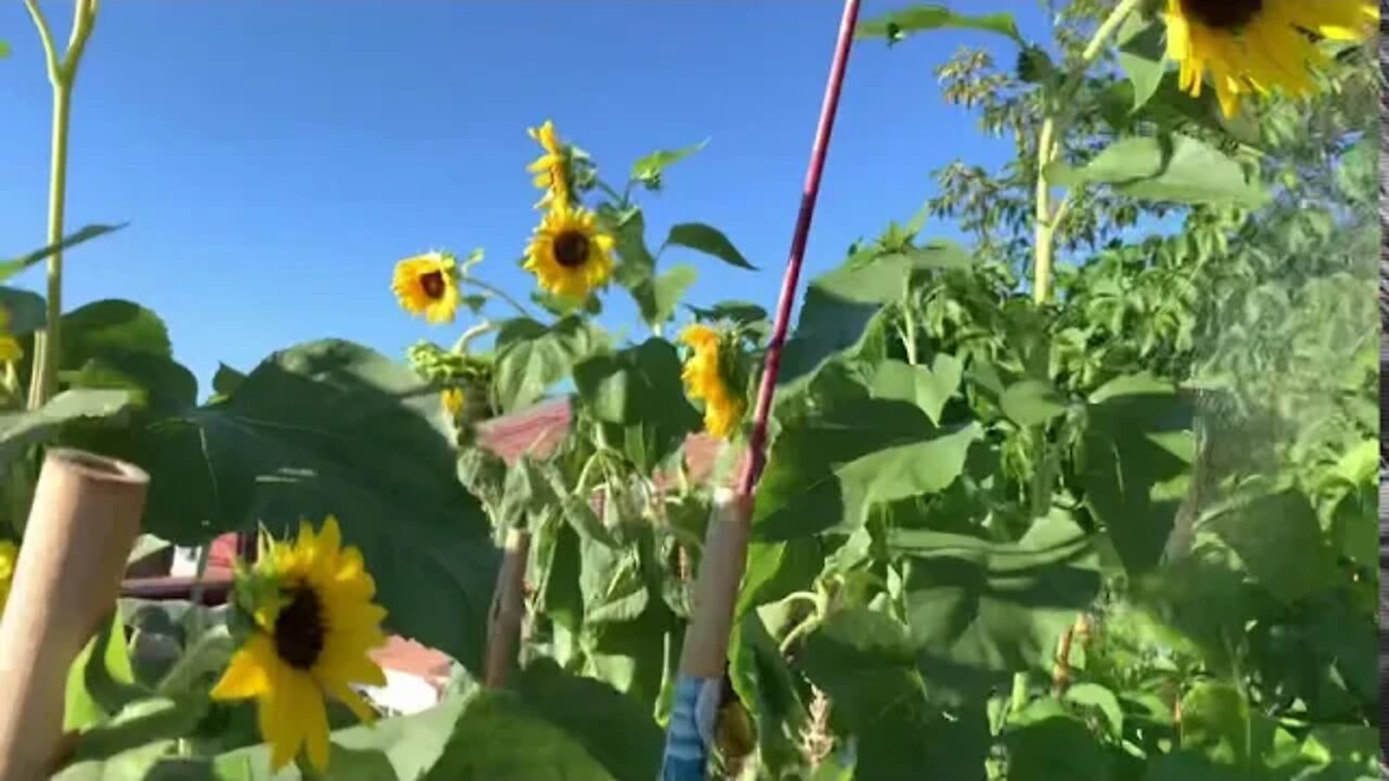 Washing off the Remo nutrient / fertilizer