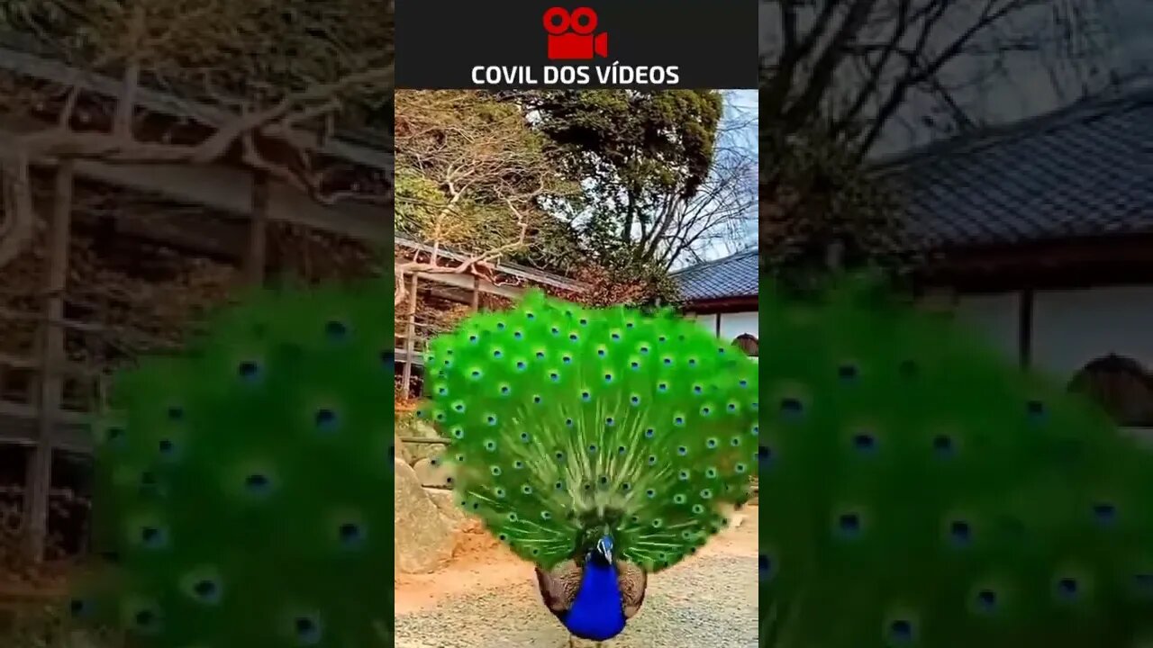 a beleza do pavão 😮😮😮