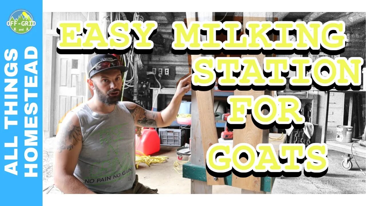 How To Build A Goat Milking Stand DIY - Dimensions Included! // Homesteading