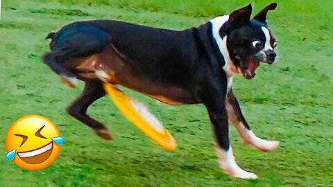 Funny animals - Funny cats / dogs - Funny animal