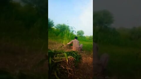 دیہاتیوں کی محنت ومشقت کی زندگی بھی قابل داد ھے۔۔#villagelifevlogs #shorts
