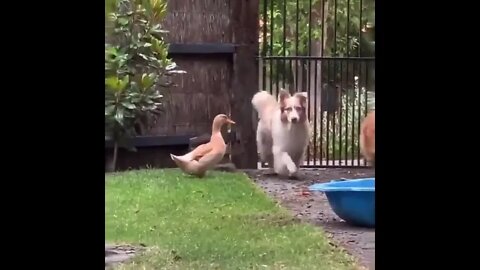 🦆🐕❓❓