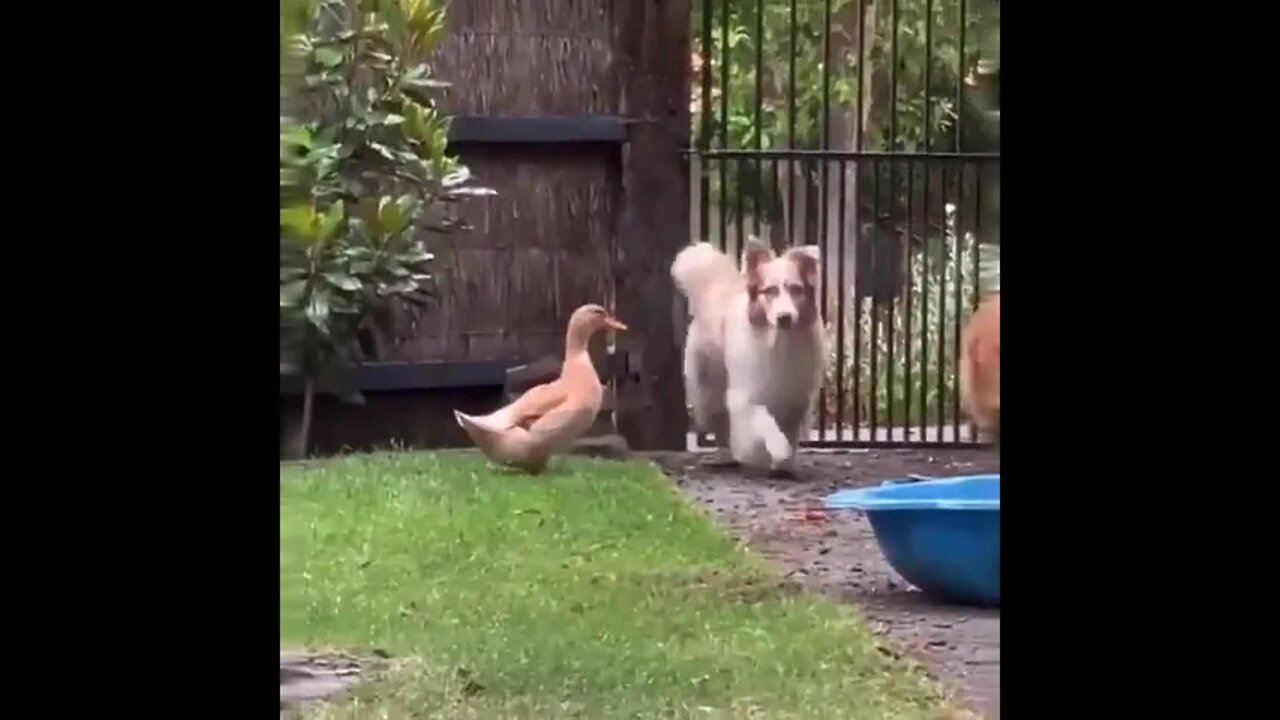 🦆🐕❓❓