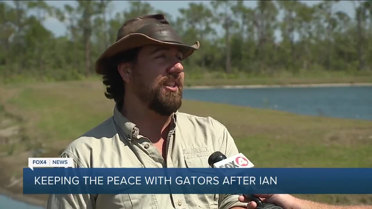 Why residents are seeing more alligators on Sanibel Island