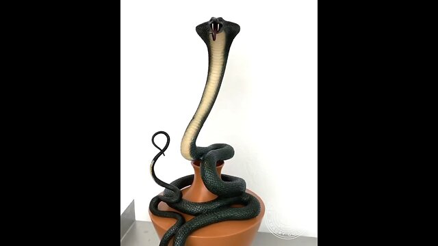 Chocolate king Cobra