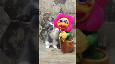 Cat With dancing Toy | #reels #shorts #cat