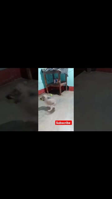 cute #dog short video| cute puppy shorts| #short #shortvideo #firstshortvideo #cutedog #dogs #shorts