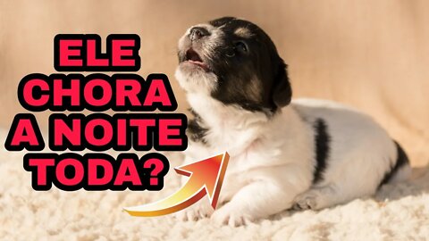 O QUE FAZER SE SEU FILHOTE CHORA A NOITE?