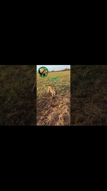 Coyote no. 11 on the 11th Check | Happy Veteran's Day 11/11 #tapping #ourdoors #viral