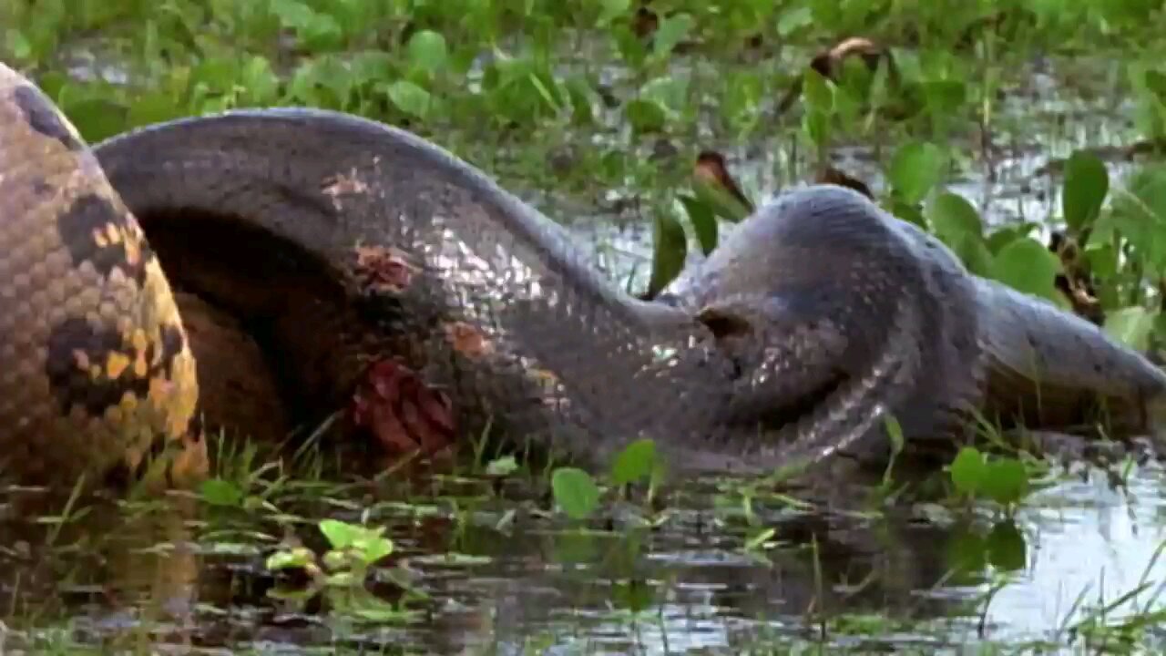 #discovery of anaconda amazon