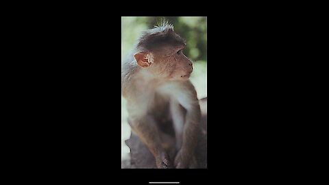 Monkey video