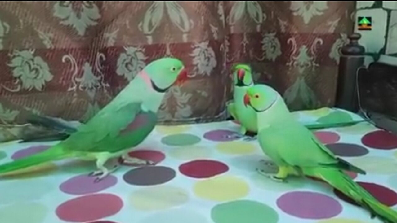 Amazing Talking parrots family