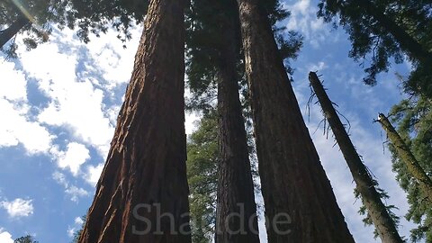 VERY BIG TREES! (Part 1)