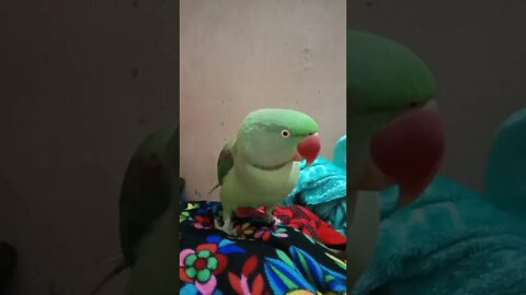 Lovely Parrot #