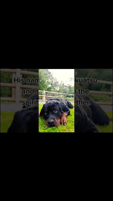 Dog gets sad hearing about the story about the moon 🌙 😔 #Shorts #rottweiler #dogs