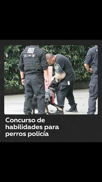 Perros buscan explosivos y manchas de sangre en concurso