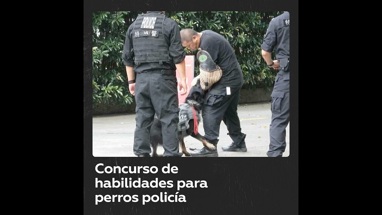 Perros buscan explosivos y manchas de sangre en concurso