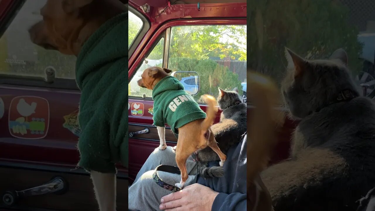 Leo was singing away! #dog #cat #vanlife #fyp