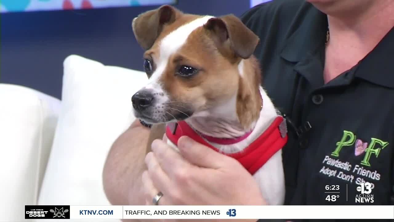 Pet of the Week: Otis