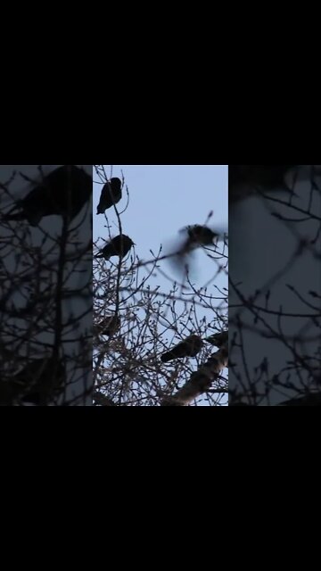 Crow Sounds #Shorts 🎶