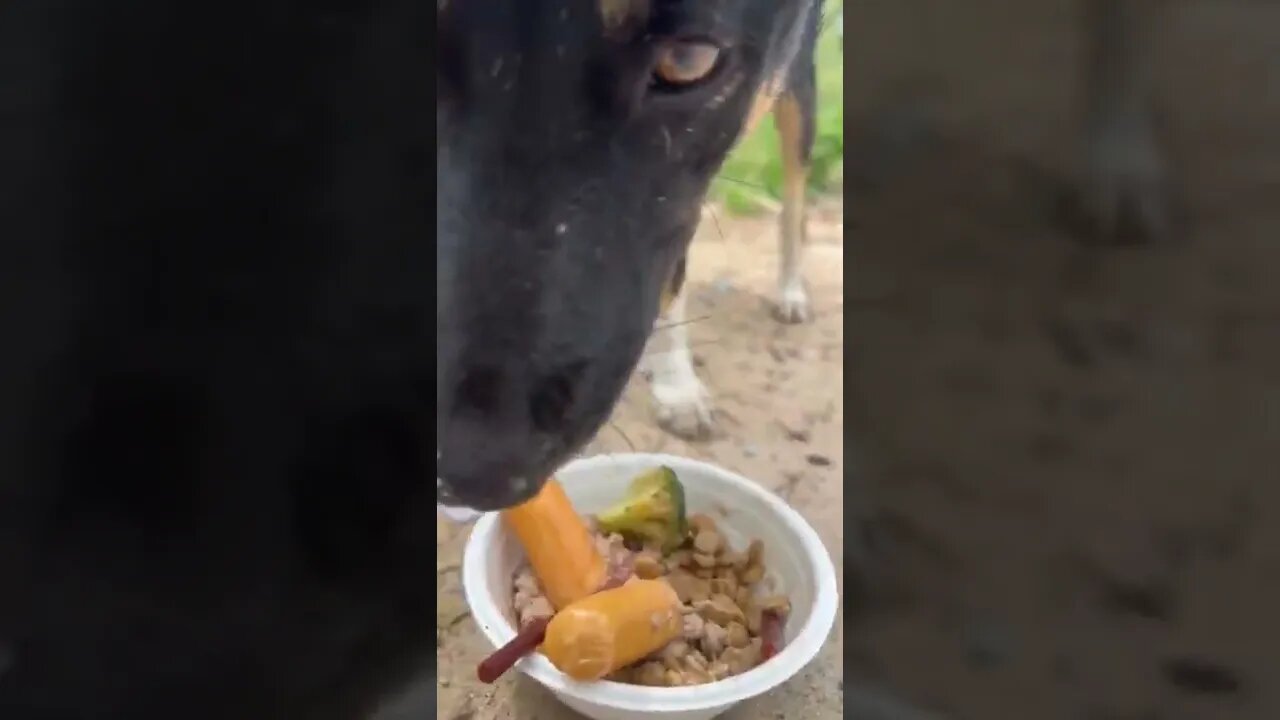 Feeding street dogs for lunch today in Thailand.. 😊