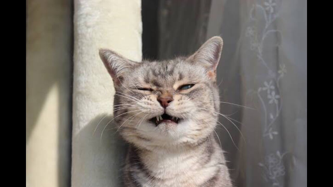 Funny Cats Video Compilation 2 😂