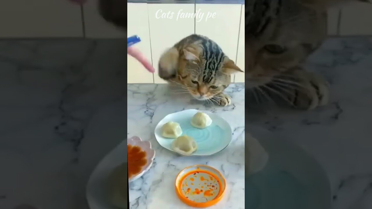 Cat And Rat Funny Compilation