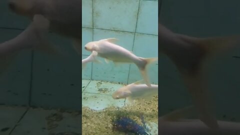 Albino #shorts