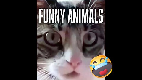 Funny Animal Videos