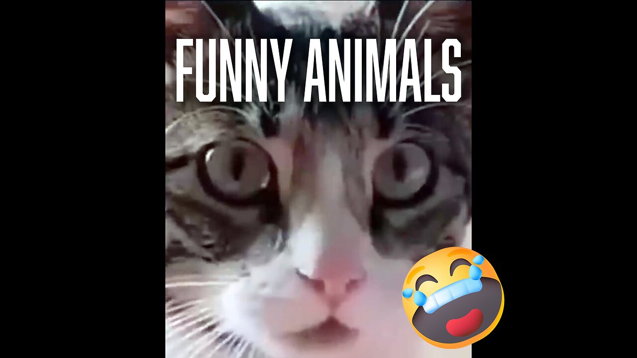 Funny Animal Videos