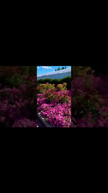 Pretty flowers in a garden