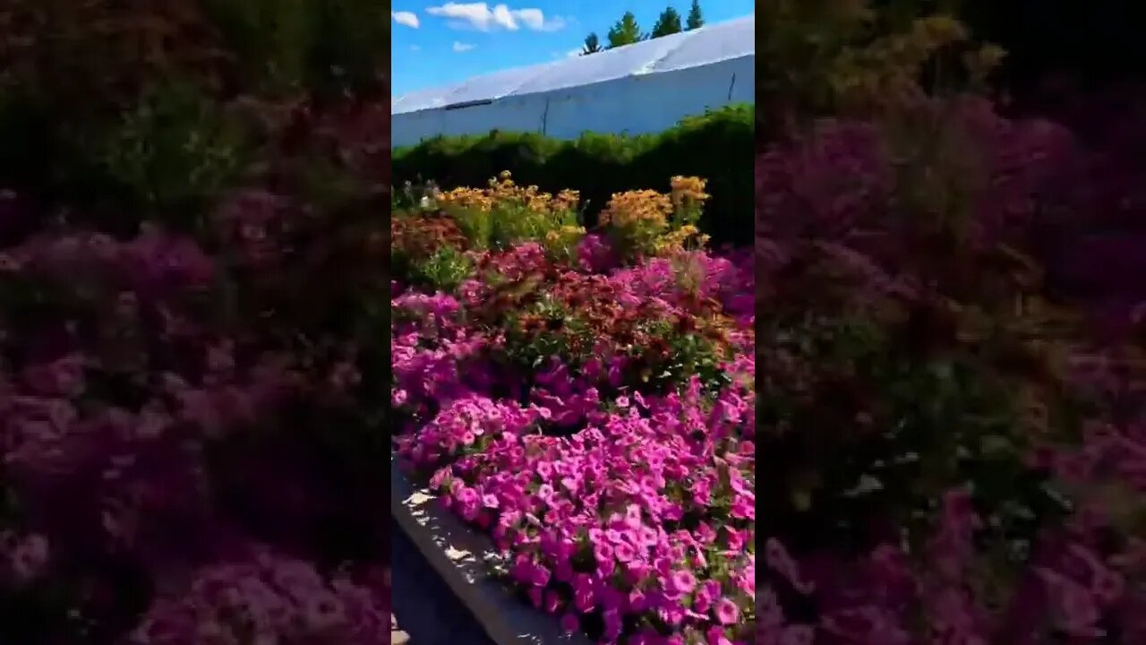 Pretty flowers in a garden