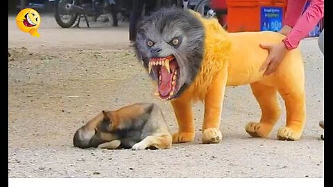 Troll Prank Dog Funny & fake Lion and Fake Tiger Prank To dog & Huge Box Prank to dog