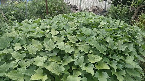 Kumara 9 Weeks Update