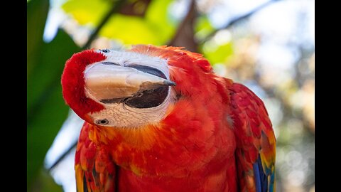 Smart And Funny talking Parrots Compilation #1 | Daily Pets Life