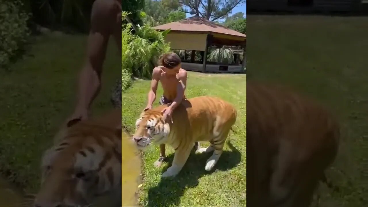 Scratching a giant kitty's ears