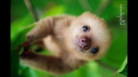 Baby Sloths Being Sloths - FUNNIEST Compilation