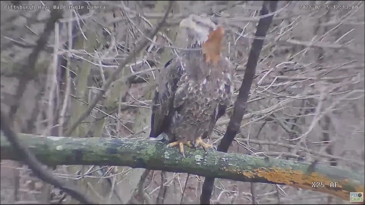 Hays Eagles alert at sub-adult near the nest above the Woods Limb 2.25.22 12:12pm