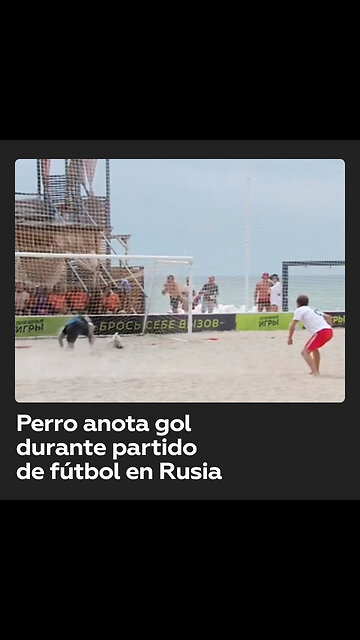 Perro anota un gol durante un torneo de fútbol playa en Rusia