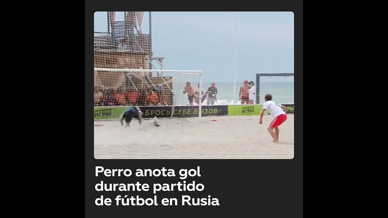 Perro anota un gol durante un torneo de fútbol playa en Rusia