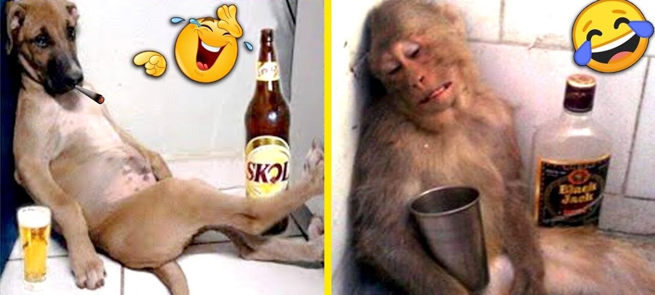 "Cute and Crazy Animals: Funny Videos That Will Make You Smile!"