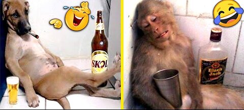 "Cute and Crazy Animals: Funny Videos That Will Make You Smile!"