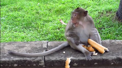 brown monkey eating bread