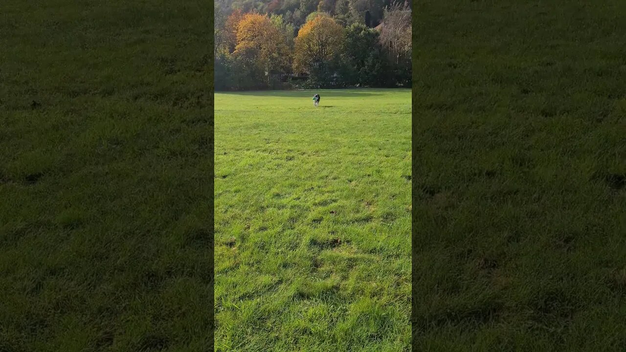 Mylo loving the hill run chasing the ball