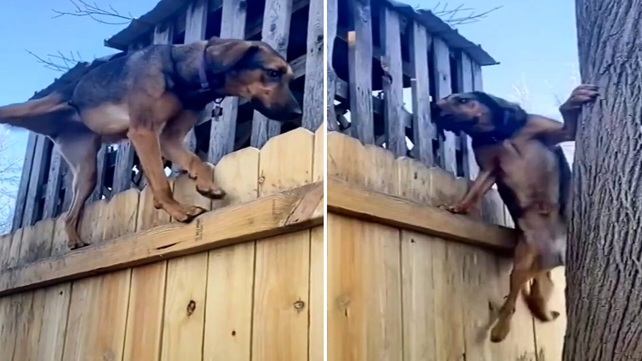 The dog is watching the fight of people climbing up