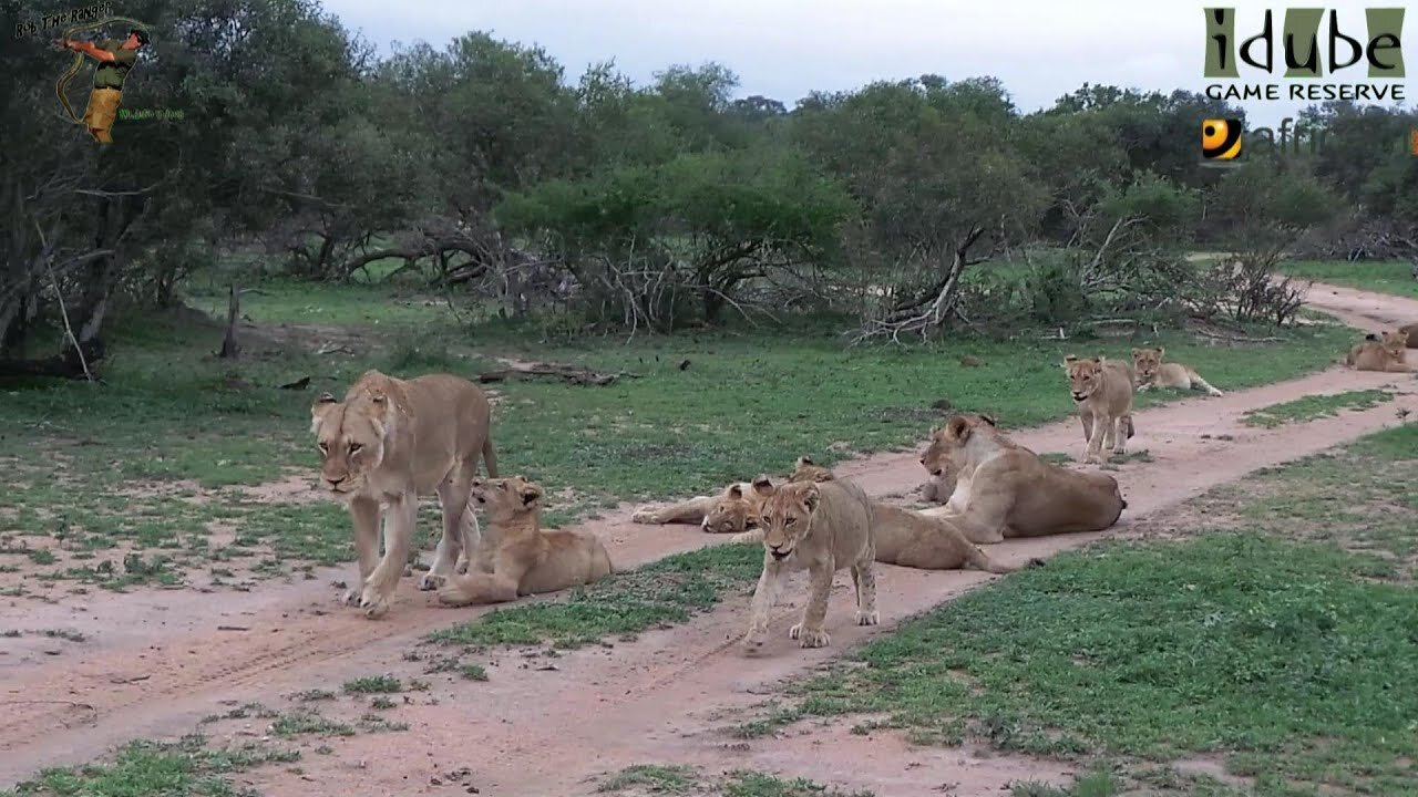 Daughters Of The Mapogo Lions - Rebuilding The Othawa Pride - 24: Relaxing On The Road