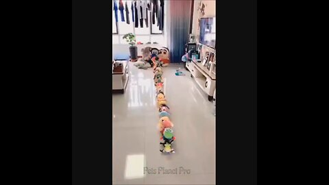 @Shorts Amazing funny and uniques pet videos @Short 29_Full-HD