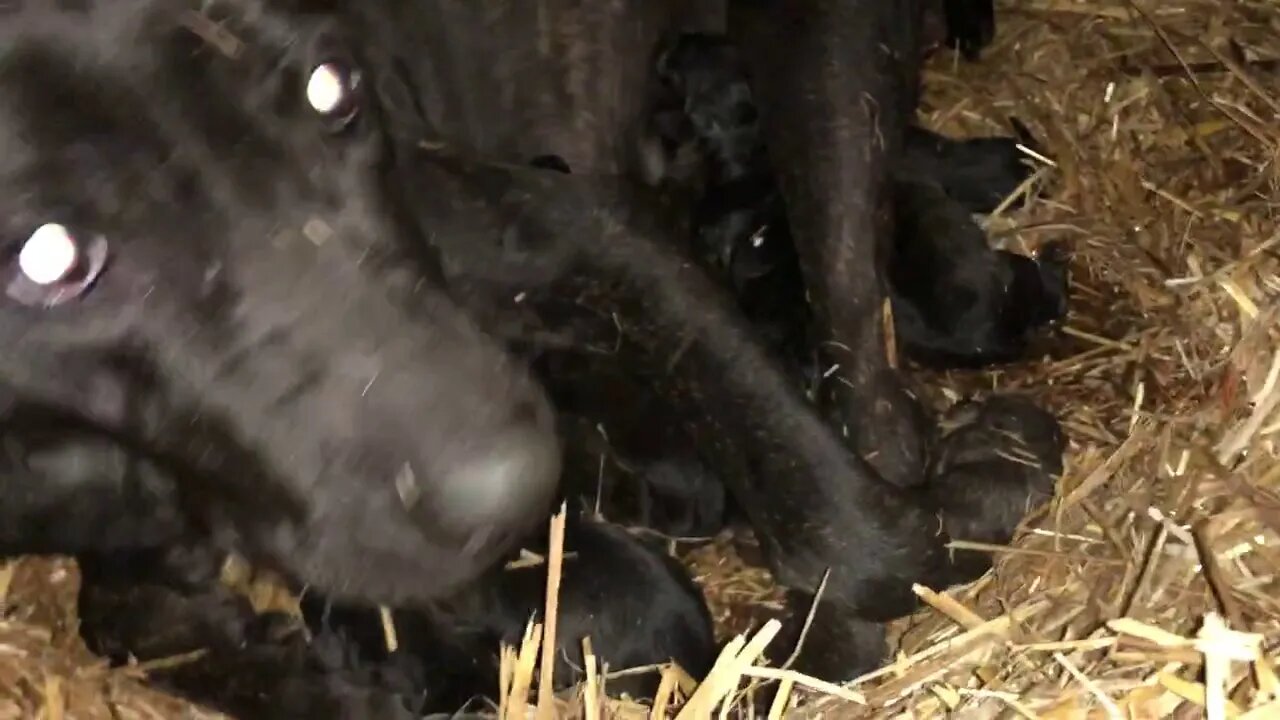 Keeping newborn puppies warm in cold weather